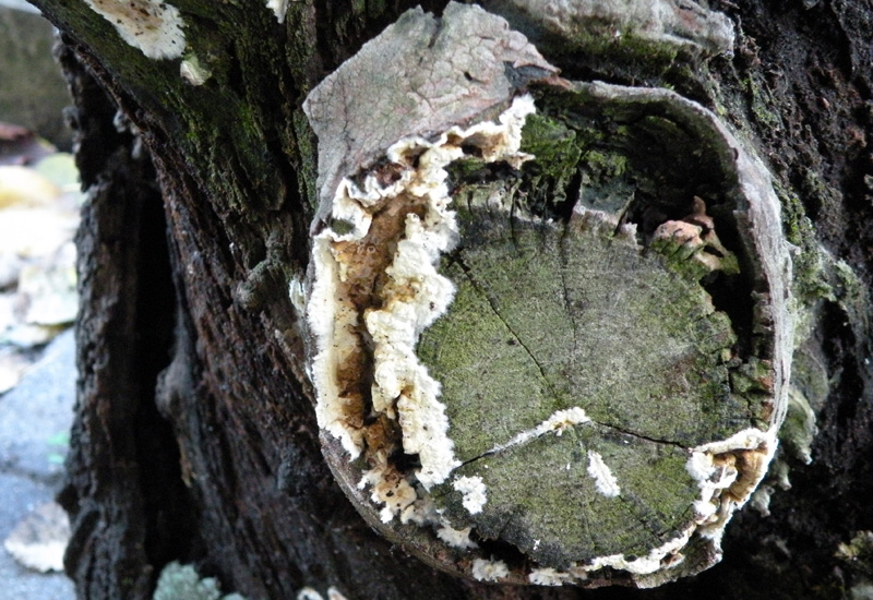 Microscopia sospetta Coniophora puteana (Coniophora puteana)
